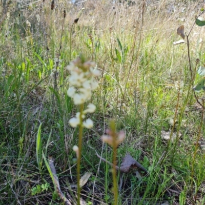 Stackhousia monogyna (Creamy Candles) at Jerrabomberra, ACT - 6 Oct 2021 by Mike