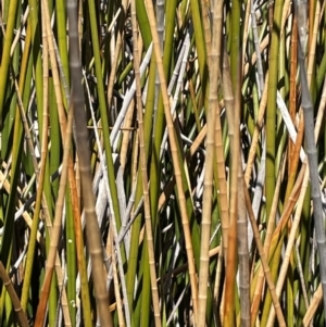 Machaerina articulata at Amaroo, ACT - 6 Oct 2021