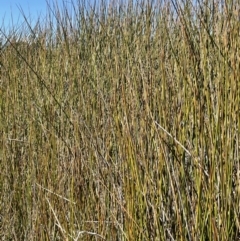 Machaerina articulata at Amaroo, ACT - 6 Oct 2021 02:32 PM