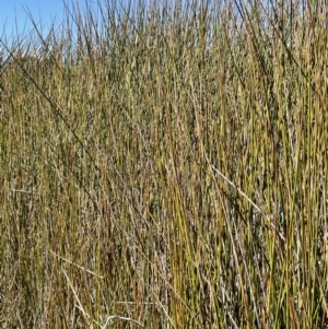 Baumea articulata at Amaroo, ACT - 6 Oct 2021