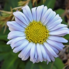 Brachyscome spathulata (Coarse Daisy, Spoon-leaved Daisy) at Booth, ACT - 6 Oct 2021 by JohnBundock