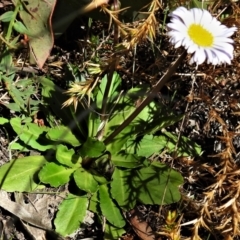 Brachyscome decipiens at Booth, ACT - 6 Oct 2021