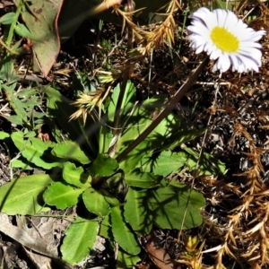 Brachyscome decipiens at Booth, ACT - 6 Oct 2021