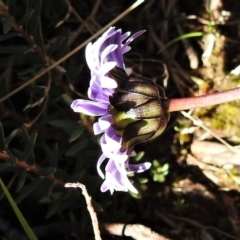 Brachyscome decipiens at Booth, ACT - 6 Oct 2021