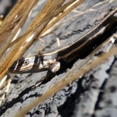 Pseudemoia spenceri (Spencer's Skink) at Cotter River, ACT - 4 Oct 2021 by RobG1