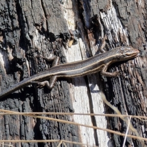 Pseudemoia spenceri at Cotter River, ACT - 4 Oct 2021