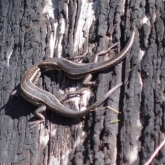 Pseudemoia spenceri at Cotter River, ACT - 4 Oct 2021