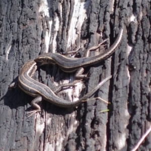 Pseudemoia spenceri at Cotter River, ACT - 4 Oct 2021