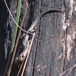 Pseudemoia spenceri at Cotter River, ACT - 4 Oct 2021