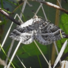 Chrysolarentia subrectaria (A Geometer moth) at Namadgi National Park - 6 Oct 2021 by JohnBundock