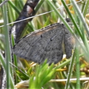 Chrysolarentia subrectaria at Booth, ACT - 6 Oct 2021 12:55 PM