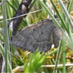 Chrysolarentia subrectaria at Booth, ACT - 6 Oct 2021