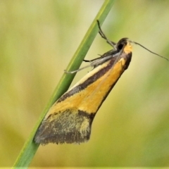 Philobota undescribed species near arabella (A concealer moth) at Namadgi National Park - 2 Oct 2021 by JohnBundock