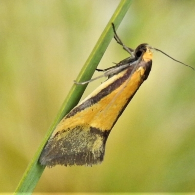 Philobota undescribed species near arabella (A concealer moth) at Namadgi National Park - 2 Oct 2021 by JohnBundock