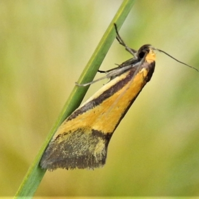 Philobota undescribed species near arabella (A concealer moth) at Booth, ACT - 3 Oct 2021 by JohnBundock