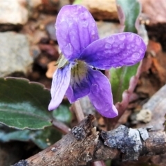 Viola betonicifolia (Mountain Violet) at Namadgi National Park - 2 Oct 2021 by JohnBundock