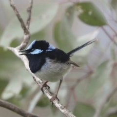 Malurus cyaneus (Superb Fairywren) at Mount Ainslie - 4 Oct 2021 by AlisonMilton