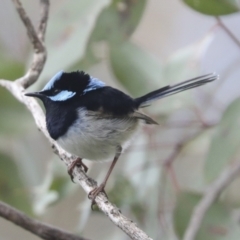 Malurus cyaneus at Pialligo, ACT - 5 Oct 2021