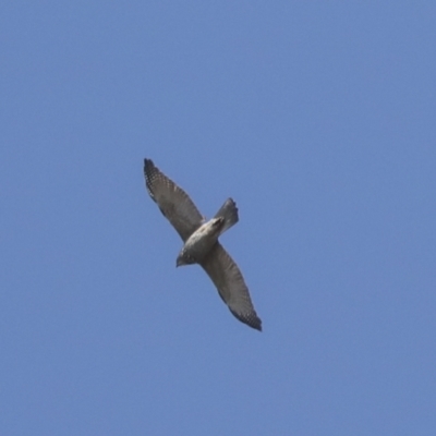 Accipiter fasciatus (Brown Goshawk) at Majura, ACT - 5 Oct 2021 by AlisonMilton