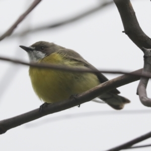 Gerygone olivacea at Pialligo, ACT - 5 Oct 2021 10:35 AM