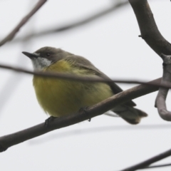 Gerygone olivacea (White-throated Gerygone) at Pialligo, ACT - 4 Oct 2021 by AlisonMilton