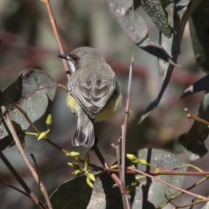 Gerygone olivacea at Pialligo, ACT - 5 Oct 2021