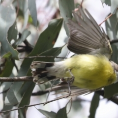 Gerygone olivacea at Pialligo, ACT - 5 Oct 2021 10:35 AM