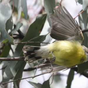 Gerygone olivacea at Pialligo, ACT - 5 Oct 2021