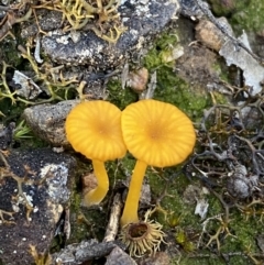 Lichenomphalia chromacea (Yellow Navel) at Jerrabomberra, NSW - 6 Oct 2021 by SteveBorkowskis