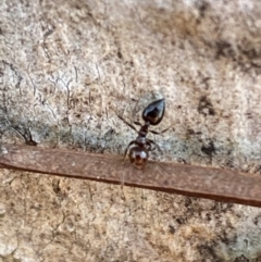 Crematogaster sp. (genus) (Acrobat ant, Cocktail ant) at Mount Jerrabomberra - 6 Oct 2021 by Steve_Bok