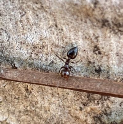 Crematogaster sp. (genus) (Acrobat ant, Cocktail ant) at Mount Jerrabomberra - 6 Oct 2021 by Steve_Bok