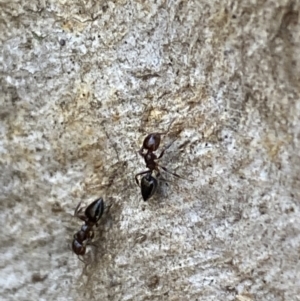 Crematogaster sp. (genus) at Jerrabomberra, NSW - 6 Oct 2021 06:05 PM