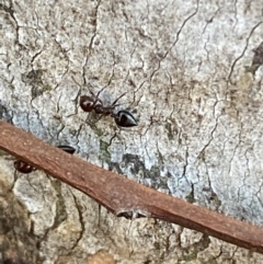 Crematogaster sp. (genus) at Jerrabomberra, NSW - 6 Oct 2021 06:05 PM