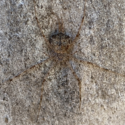 Tamopsis sp. (genus) (Two-tailed spider) at Jerrabomberra, NSW - 6 Oct 2021 by Steve_Bok