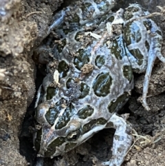 Limnodynastes tasmaniensis (Spotted Grass Frog) at Jerrabomberra, NSW - 6 Oct 2021 by SteveBorkowskis