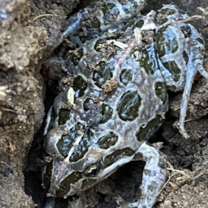 Limnodynastes tasmaniensis at Jerrabomberra, NSW - 6 Oct 2021