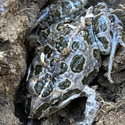 Limnodynastes tasmaniensis (Spotted Grass Frog) at Mount Jerrabomberra QP - 6 Oct 2021 by Steve_Bok
