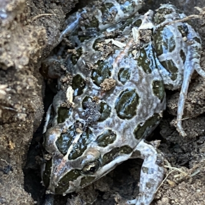 Limnodynastes tasmaniensis (Spotted Grass Frog) at QPRC LGA - 6 Oct 2021 by Steve_Bok