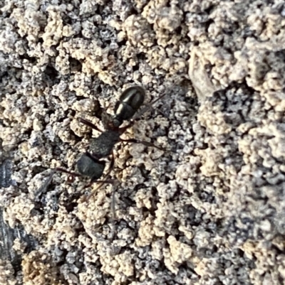 Rhytidoponera sp. (genus) (Rhytidoponera ant) at QPRC LGA - 6 Oct 2021 by Steve_Bok
