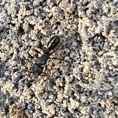 Rhytidoponera sp. (genus) (Rhytidoponera ant) at Jerrabomberra, NSW - 6 Oct 2021 by SteveBorkowskis
