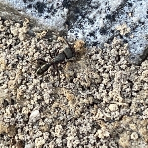 Rhytidoponera sp. (genus) at Jerrabomberra, NSW - 6 Oct 2021