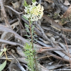 Pimelea linifolia (Slender Rice Flower) at Mount Jerrabomberra - 6 Oct 2021 by Steve_Bok