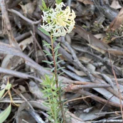 Pimelea linifolia (Slender Rice Flower) at Jerrabomberra, NSW - 6 Oct 2021 by SteveBorkowskis