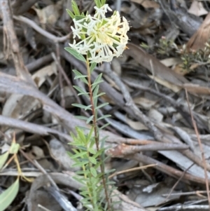 Pimelea linifolia at Jerrabomberra, NSW - 6 Oct 2021