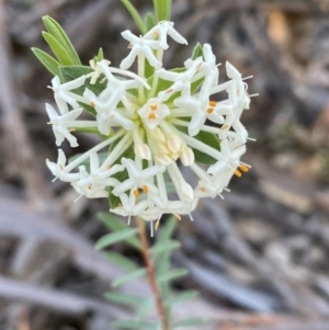 Pimelea linifolia at Jerrabomberra, NSW - 6 Oct 2021