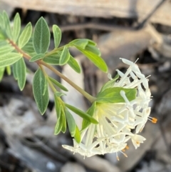 Pimelea linifolia at Jerrabomberra, NSW - 6 Oct 2021