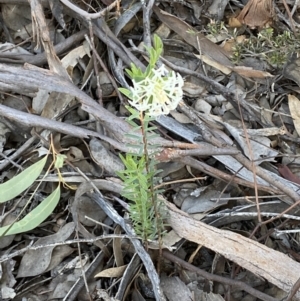 Pimelea linifolia at Jerrabomberra, NSW - 6 Oct 2021 06:20 PM