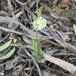 Pimelea linifolia at Jerrabomberra, NSW - 6 Oct 2021