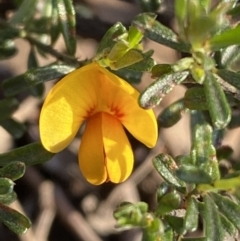 Pultenaea microphylla (Egg and Bacon Pea) at Mount Jerrabomberra - 6 Oct 2021 by Steve_Bok