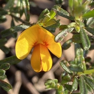 Pultenaea microphylla (Egg and Bacon Pea) at Mount Jerrabomberra QP - 6 Oct 2021 by Steve_Bok